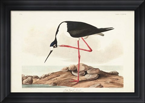Framed Pl 328 Long- legged Avocet Print