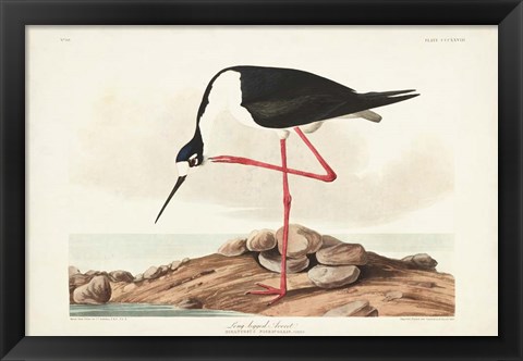 Framed Pl 328 Long- legged Avocet Print