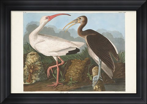 Framed Pl 222 White Ibis Print