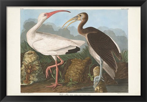 Framed Pl 222 White Ibis Print