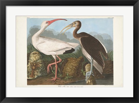 Framed Pl 222 White Ibis Print