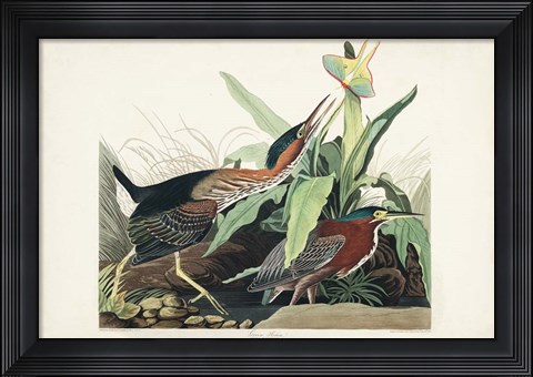 Framed Pl 333 Green Heron Print