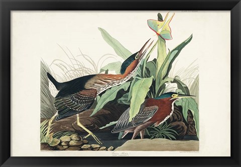 Framed Pl 333 Green Heron Print