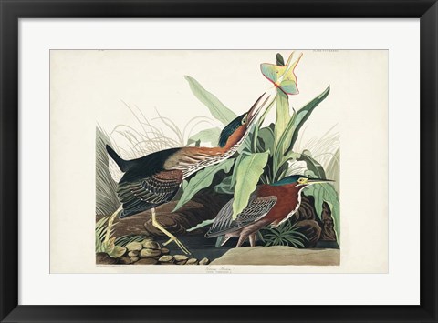 Framed Pl 333 Green Heron Print