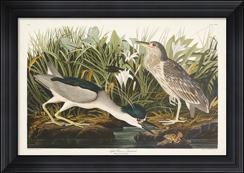 Framed Pl 236 Night Heron Print