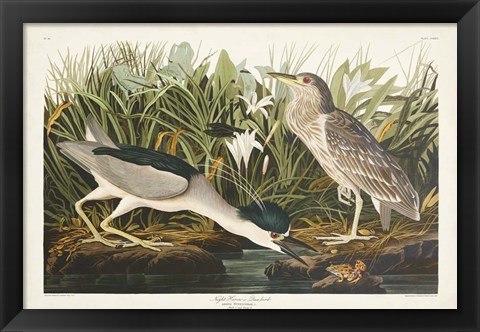 Framed Pl 236 Night Heron Print