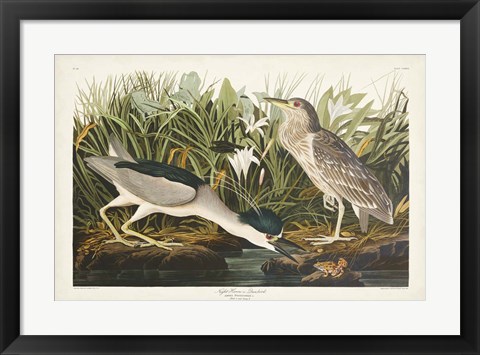 Framed Pl 236 Night Heron Print