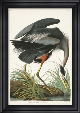 Framed Pl 211 Great Blue Heron Print