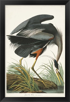 Framed Pl 211 Great Blue Heron Print