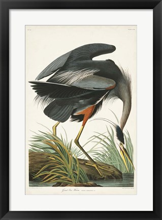 Framed Pl 211 Great Blue Heron Print