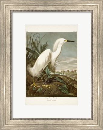 Framed Pl 242 Snowy Heron Print
