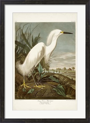 Framed Pl 242 Snowy Heron Print