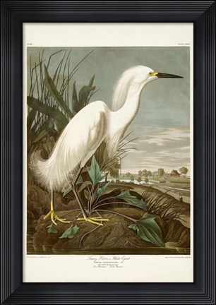 Framed Pl 242 Snowy Heron Print