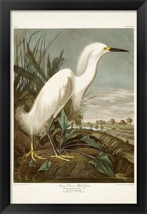 Framed Pl 242 Snowy Heron Print