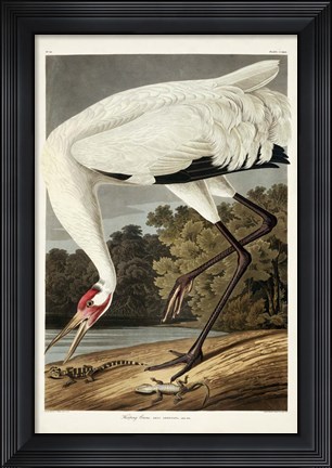Framed Pl 226 Hooping Crane Print