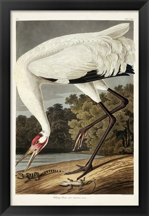 Framed Pl 226 Hooping Crane Print