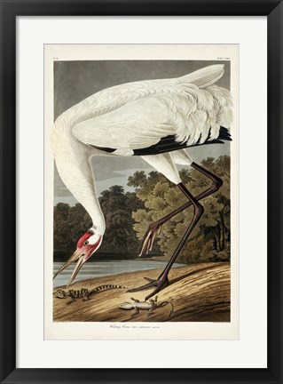 Framed Pl 226 Hooping Crane Print