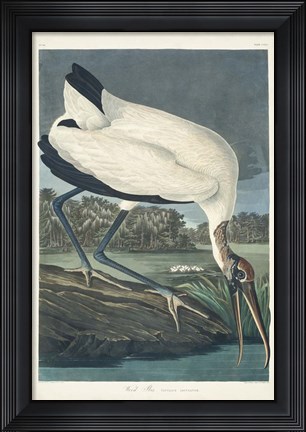 Framed Pl 216 Wood Ibis Print