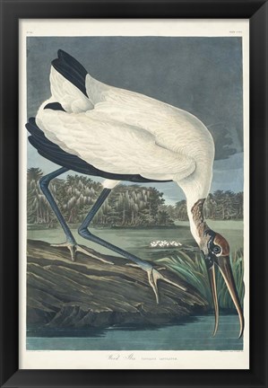 Framed Pl 216 Wood Ibis Print