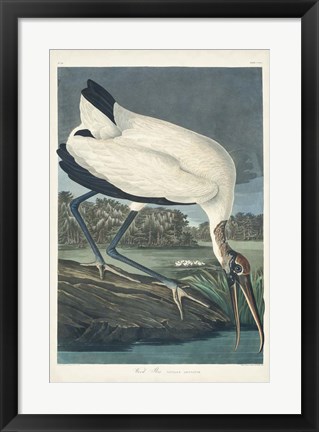 Framed Pl 216 Wood Ibis Print