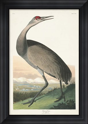 Framed Pl 261 Hooping Crane Print