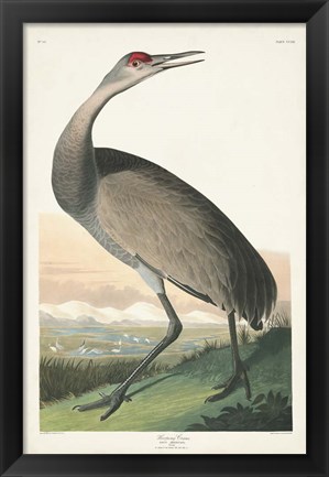 Framed Pl 261 Hooping Crane Print