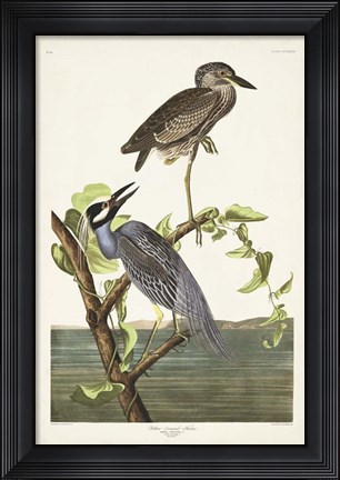 Framed Pl 336 Yellow-crowned Heron Print