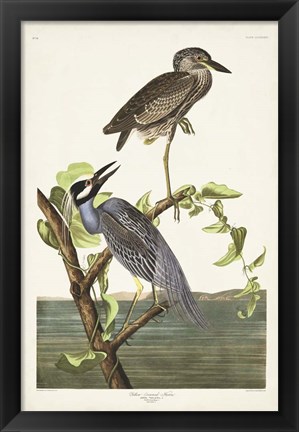 Framed Pl 336 Yellow-crowned Heron Print