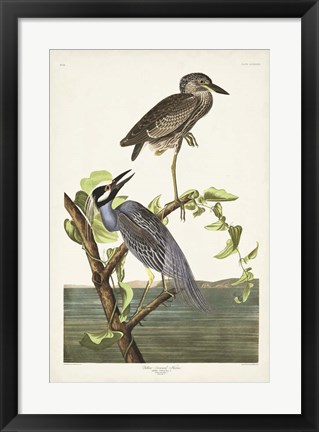 Framed Pl 336 Yellow-crowned Heron Print