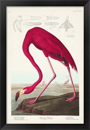 Framed Pl 431 American Flamingo Print