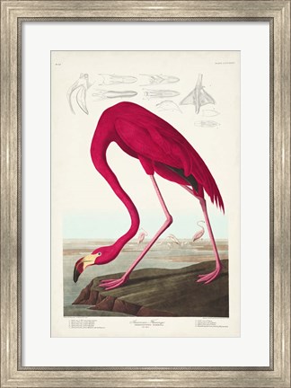 Framed Pl 431 American Flamingo Print
