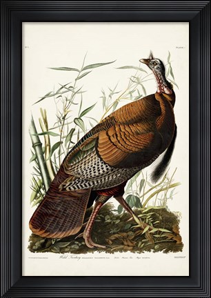 Framed Pl 1 Wild Turkey Print
