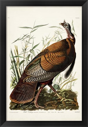 Framed Pl 1 Wild Turkey Print