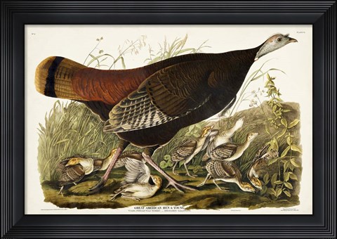 Framed Pl 6 Great American Hen &amp; Young Print