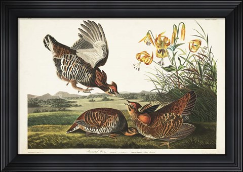 Framed PL 186 Pinnated Grouse Print