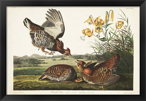 Framed PL 186 Pinnated Grouse Print