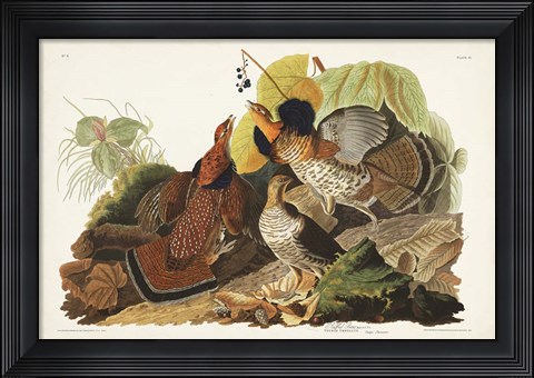 Framed Pl 41 Ruffed Grouse Print