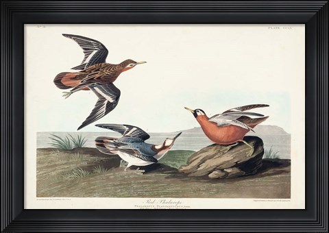 Framed Pl 255 Red Phalarope Print
