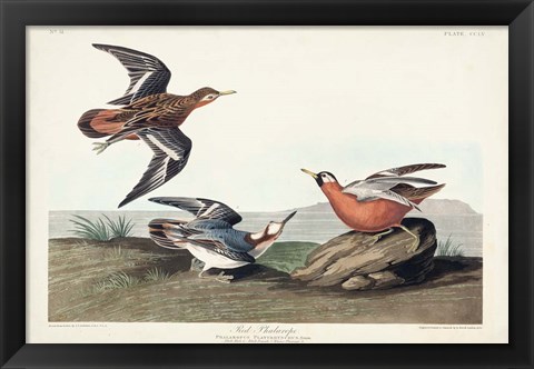 Framed Pl 255 Red Phalarope Print