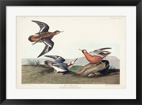 Framed Pl 255 Red Phalarope Print