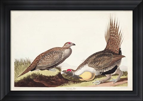 Framed Pl 371 Cock of the Plains Print