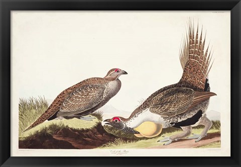 Framed Pl 371 Cock of the Plains Print