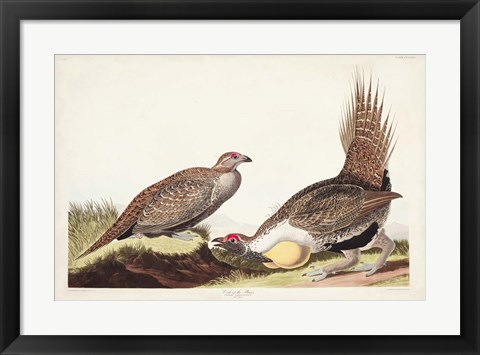 Framed Pl 371 Cock of the Plains Print