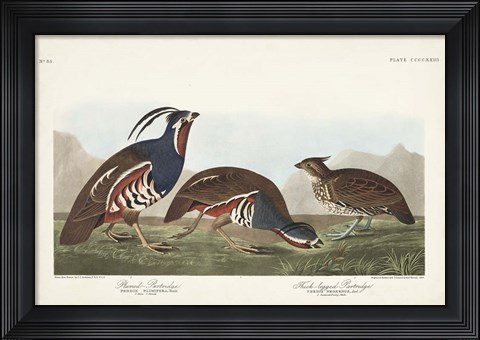Framed Pl 423 Plummed Partridge Print