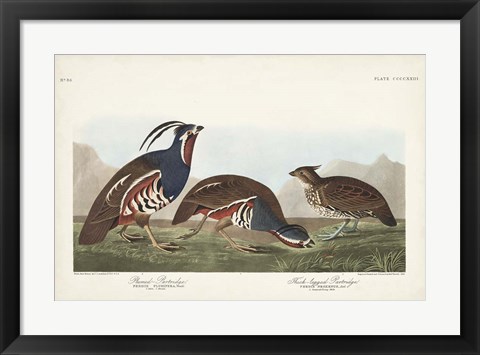 Framed Pl 423 Plummed Partridge Print
