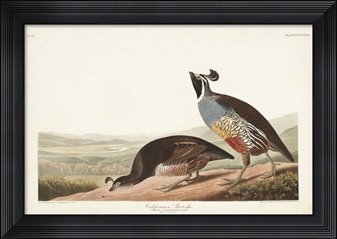 Framed Pl 413 Californian Partridge Print