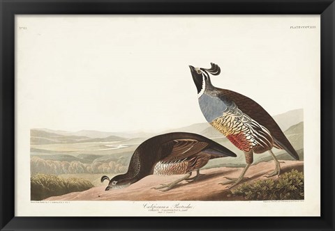 Framed Pl 413 Californian Partridge Print