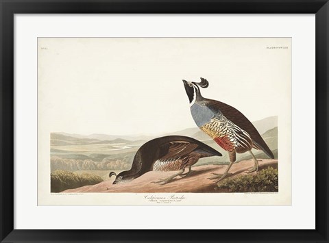 Framed Pl 413 Californian Partridge Print