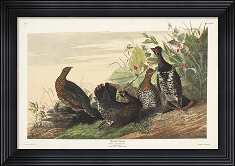 Framed Pl 176 Spotted Grouse Print