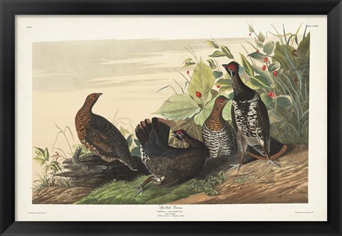 Framed Pl 176 Spotted Grouse Print